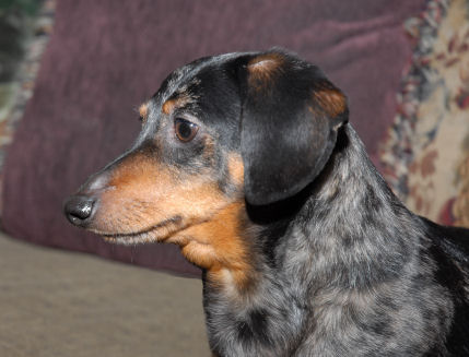Pet Portraits