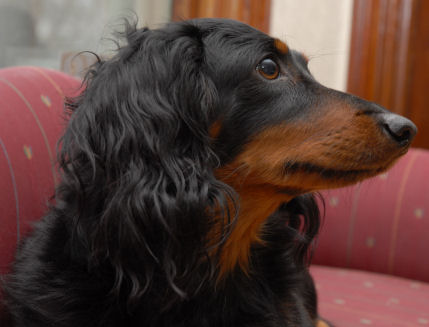 Pet Portraits