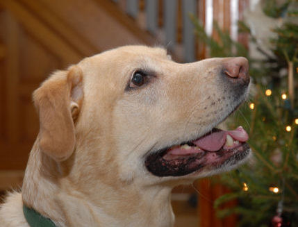 Pet Portraits