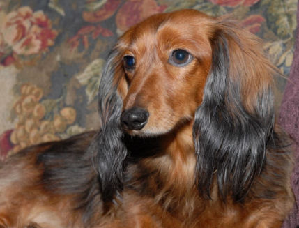 Pet Portraits