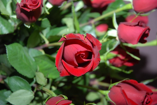 Picture of Rose
