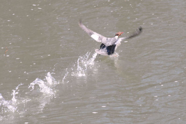 Merganser Schoharie
