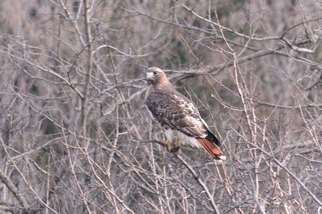 Red Tailed Hawk Schenectady