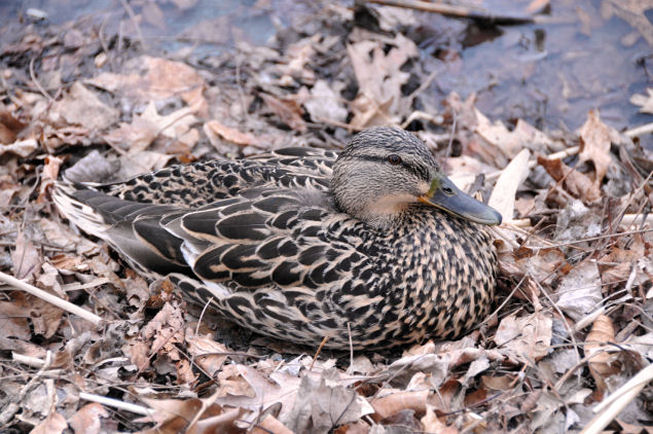 Female Mallard Albany