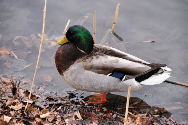 Male Mallard Albany