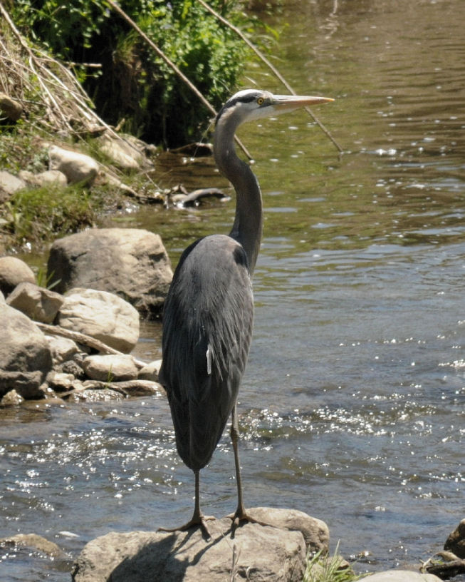 Cobleskill - Blue Heron