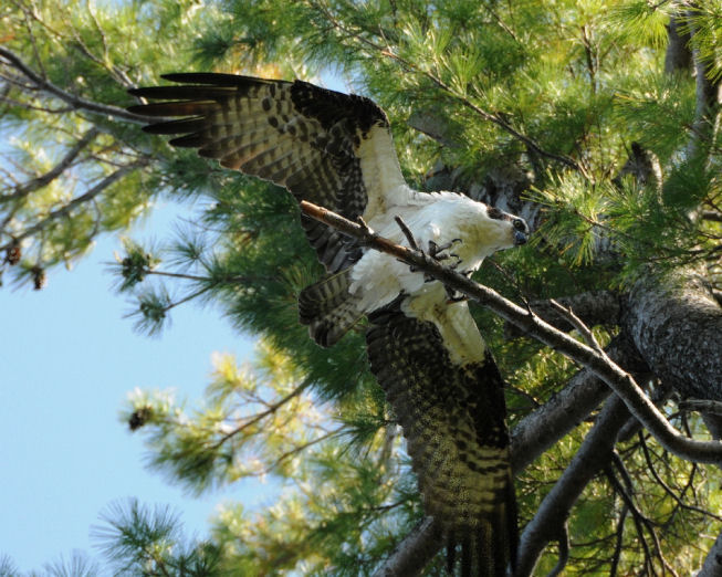 Cobleskill - Osprey