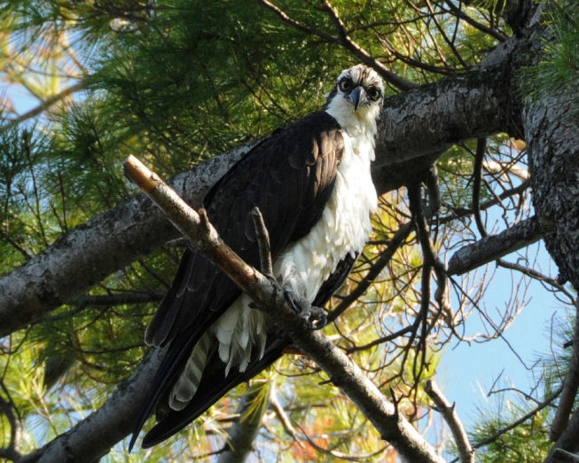 Cobleskill - Osprey
