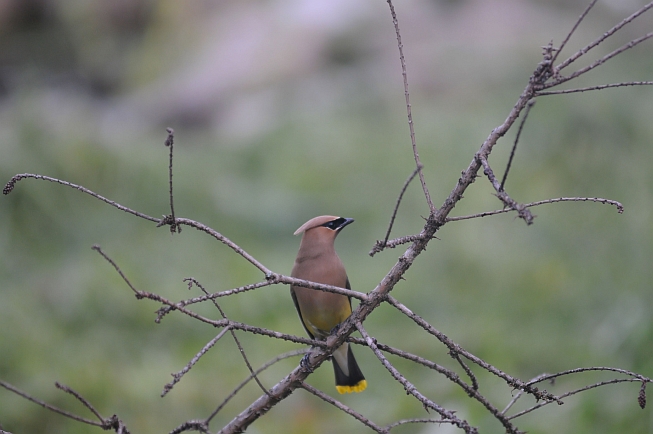 Cobleskill - Cedar WaxWing