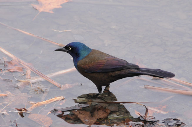 Grackle Albany