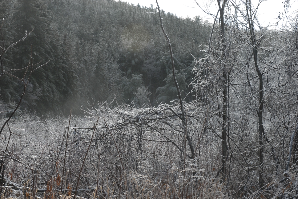 Schoharie County IceStorm