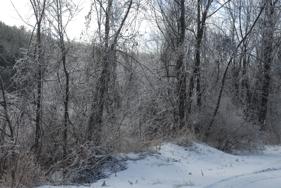 Schoharie County IceStorm