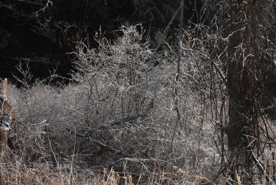 Schoharie County IceStorm