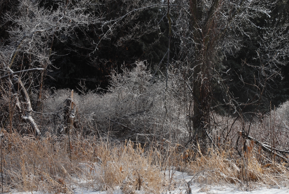 Schoharie County IceStorm