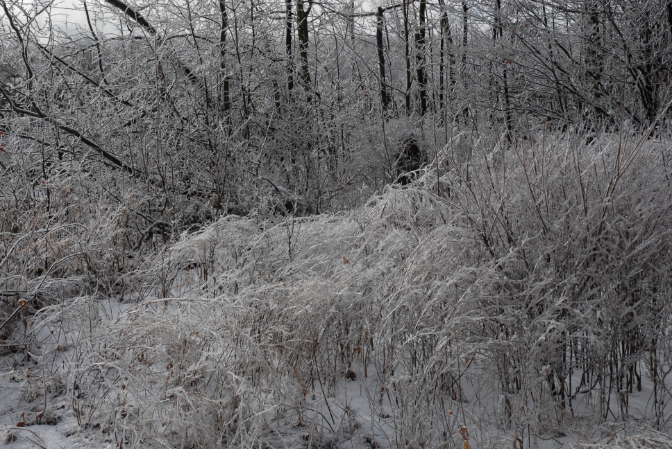 Schoharie County IceStorm