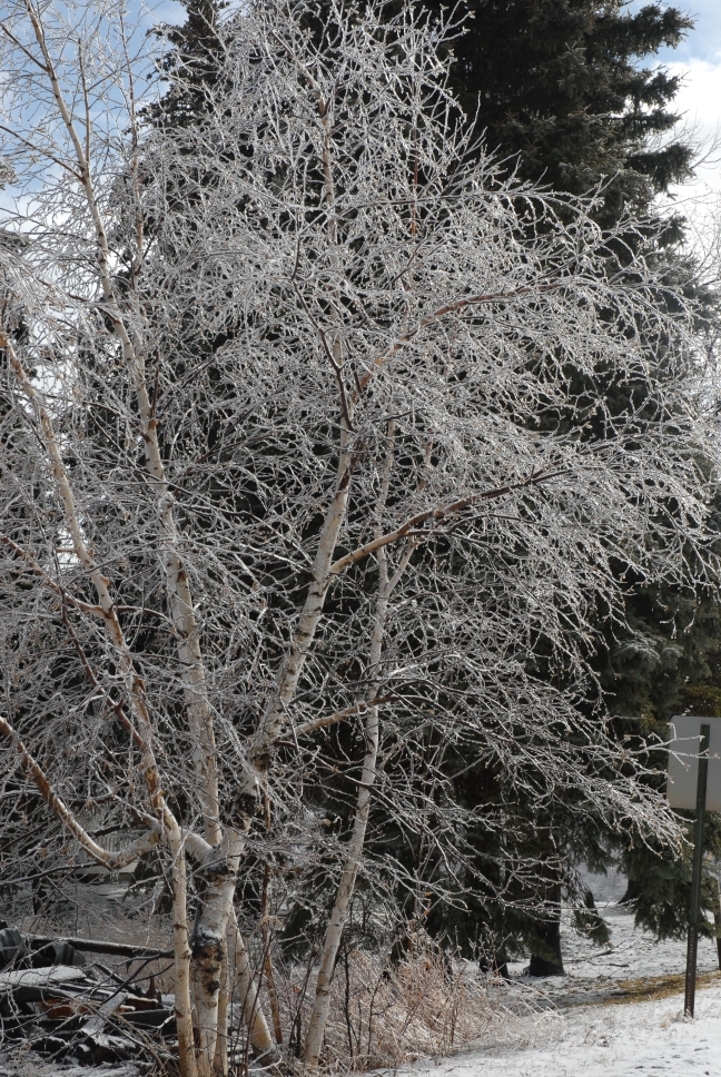 Schoharie County IceStorm