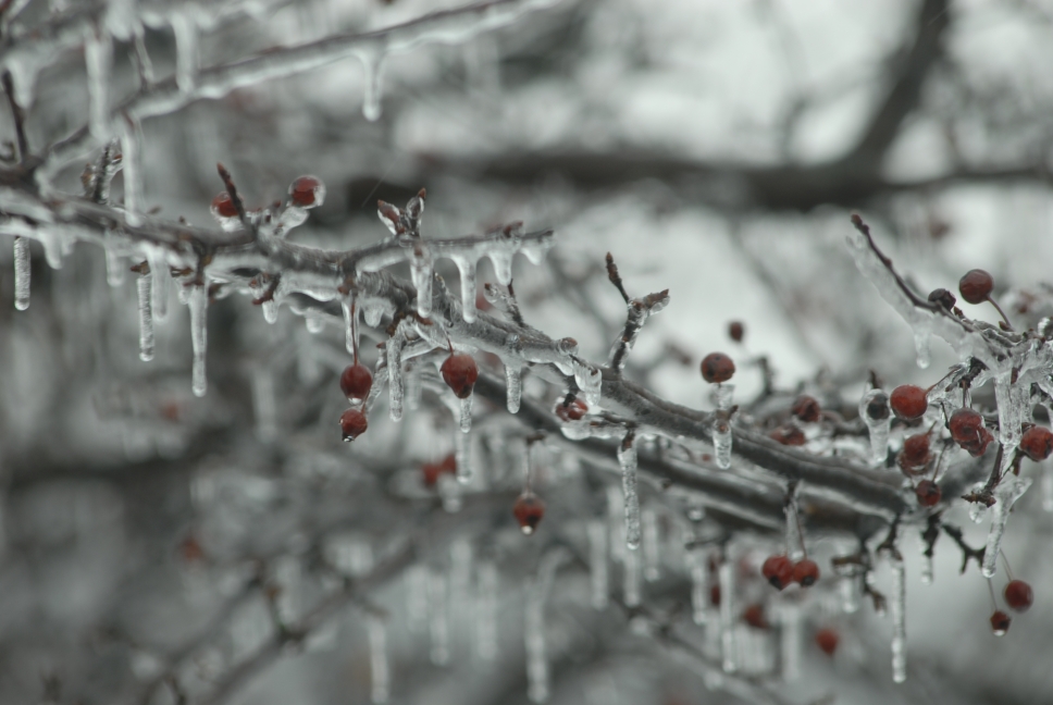 Schoharie County IceStorm