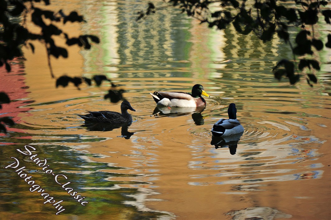 Albany NY Fall Images