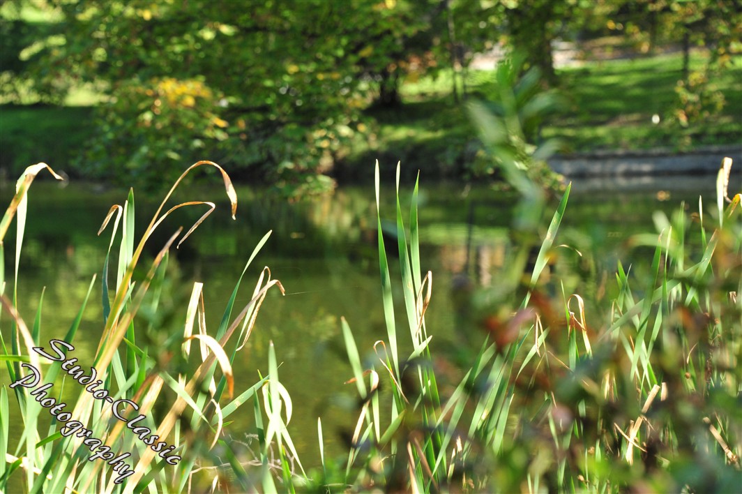 Albany NY Fall Images