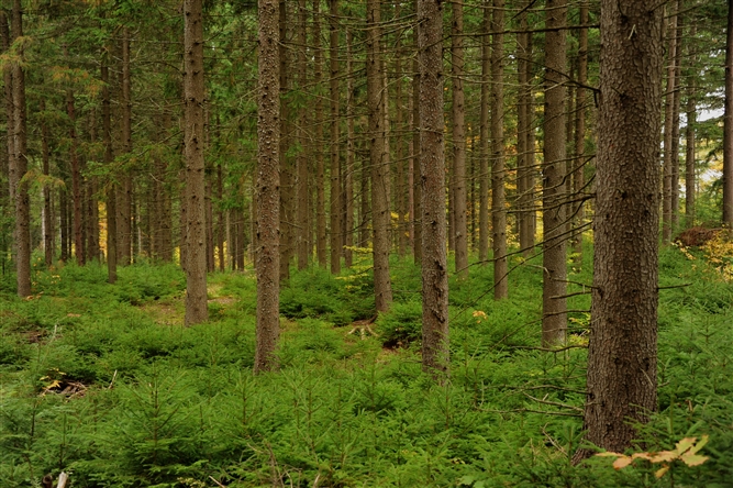 Scenic Photos