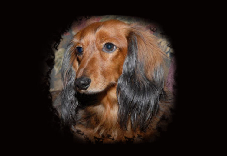 Pet Photography Maryville