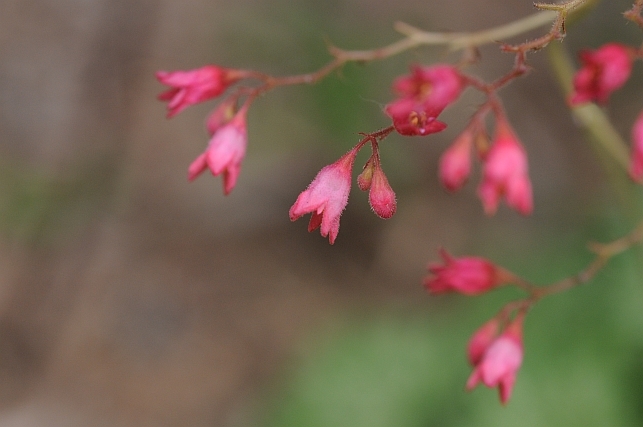 Shallow Depth of field