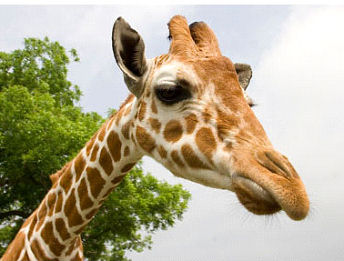 Giraffe Close