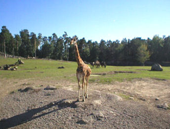 Giraffe Far