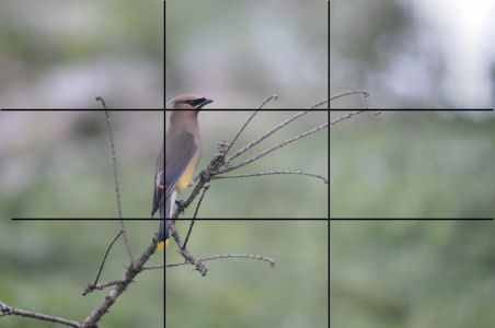 Ceder Waxwing
