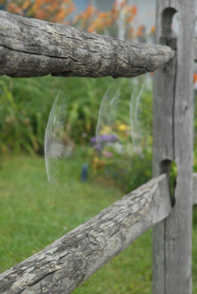 Web