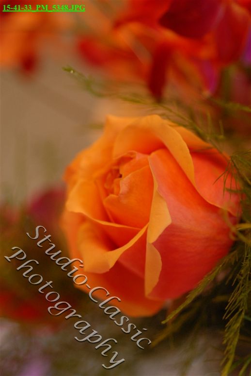 VirginiaWedding